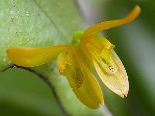 Acianthera luteola